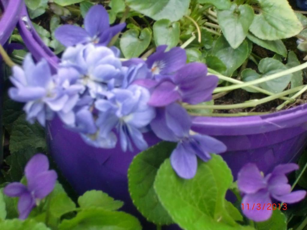 La Villa Des Violettes ตูลูส ภายนอก รูปภาพ